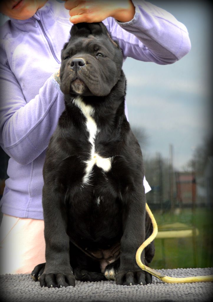 Des Anges De Cocagne - Chiots disponibles - Cane Corso