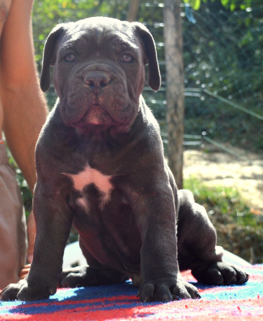 Des Anges De Cocagne - Cane Corso - Portée née le 05/07/2017